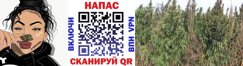 мега ссылки Юрьевец Бошки марихуана White Widow